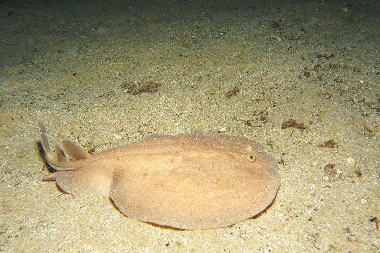 Torpedo marmorata