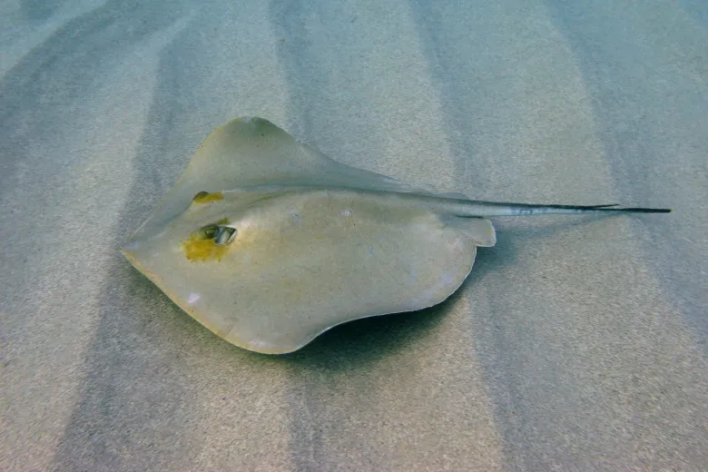 Dasyatis pastinaca