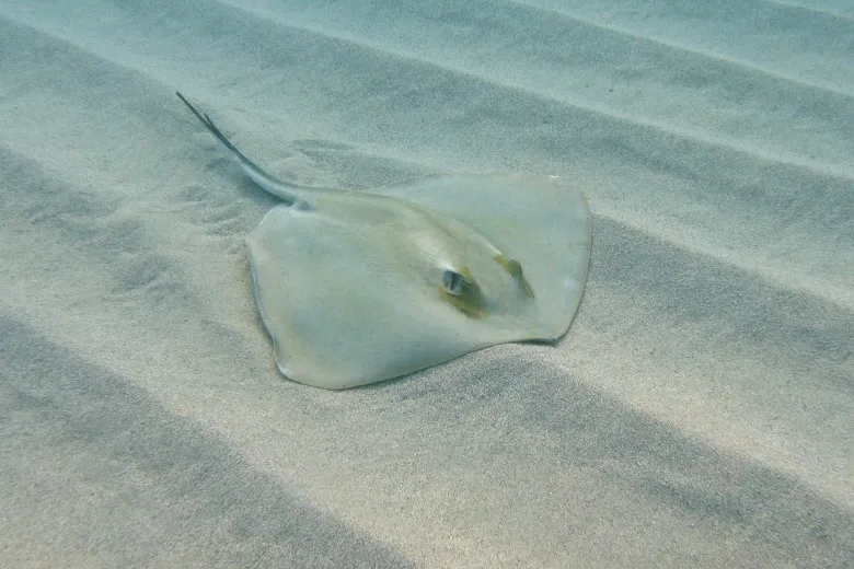 Dasyatis pastinaca