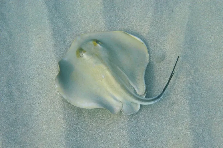 Dasyatis pastinaca