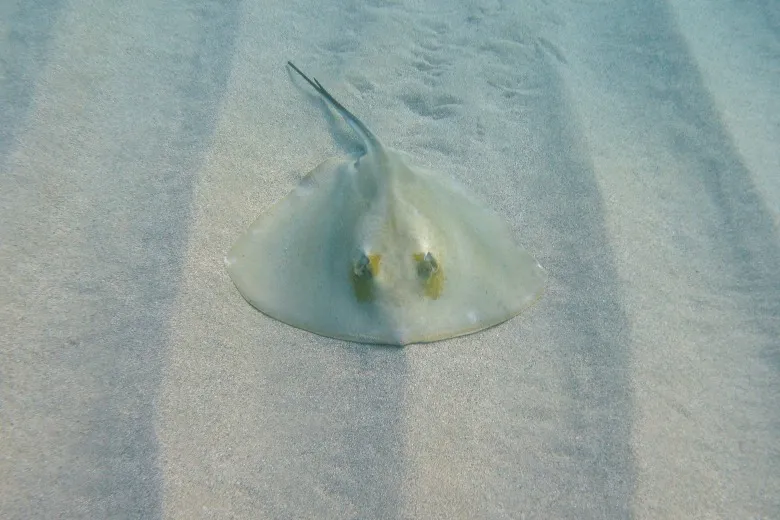 Dasyatis pastinaca