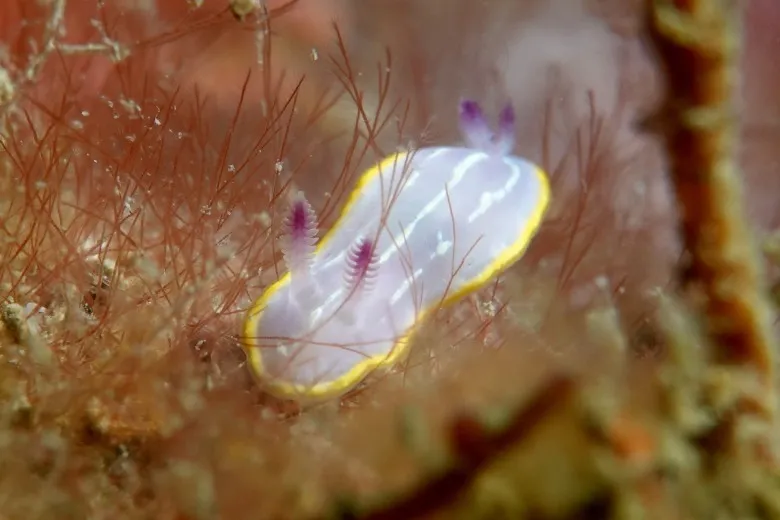 Felimida krohni