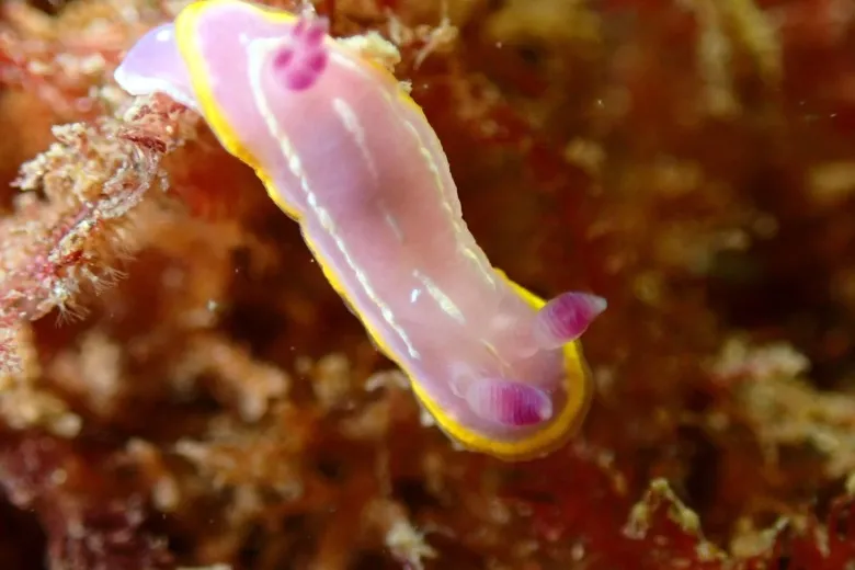 Felimida krohni