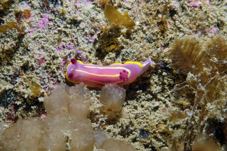 Felimida krohni