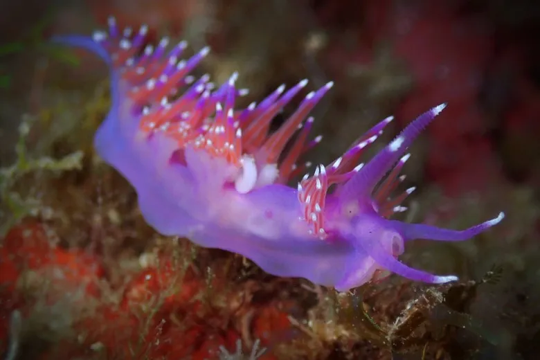 Flabellina affinis