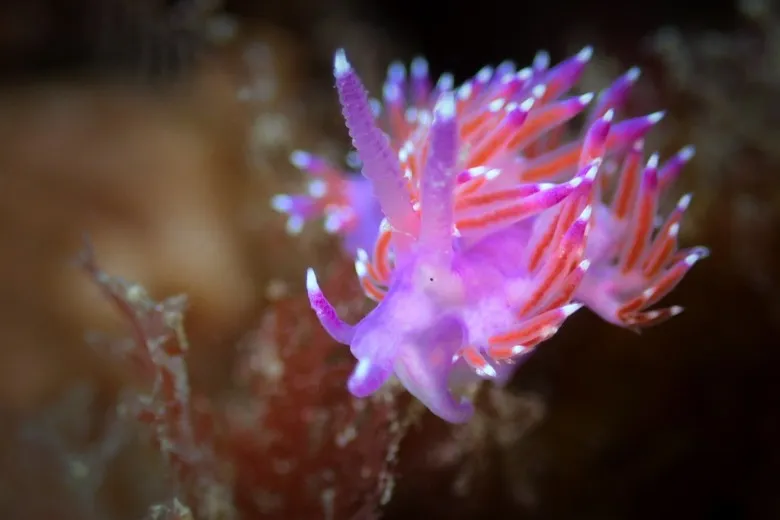 Flabellina affinis