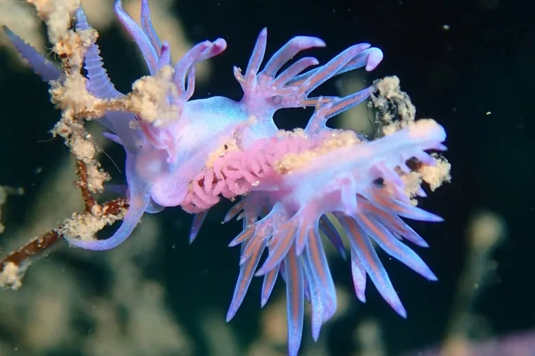 Flabellina affinis