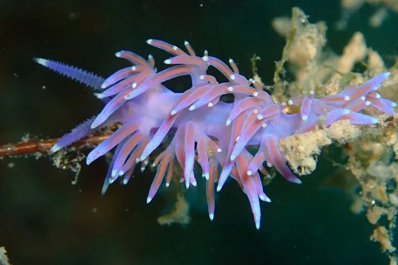 Flabellina affinis
