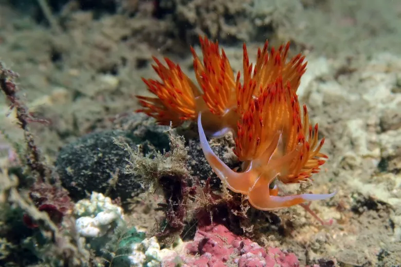 Dondice banyulensis