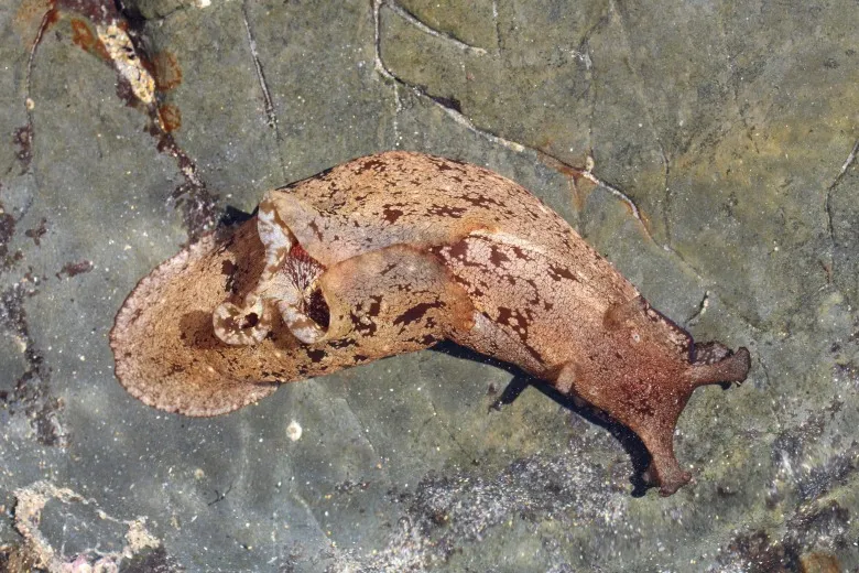 Aplysia depilans