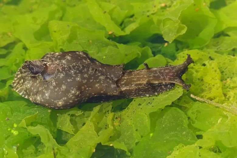 Aplysia depilans