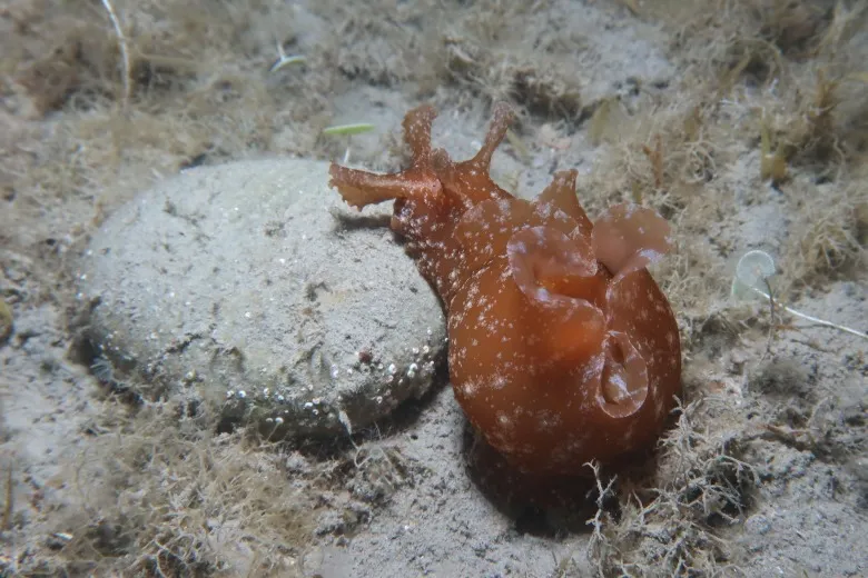 Aplysia depilans