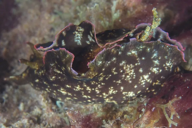 Aplysia fasciata