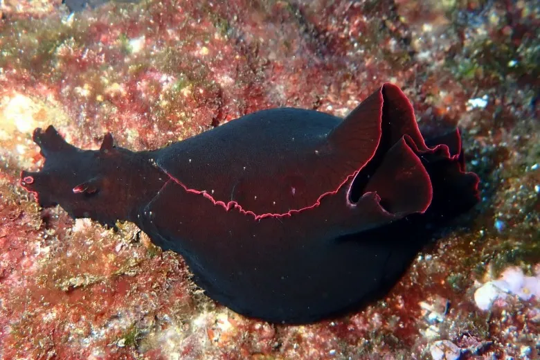 Aplysia fasciata