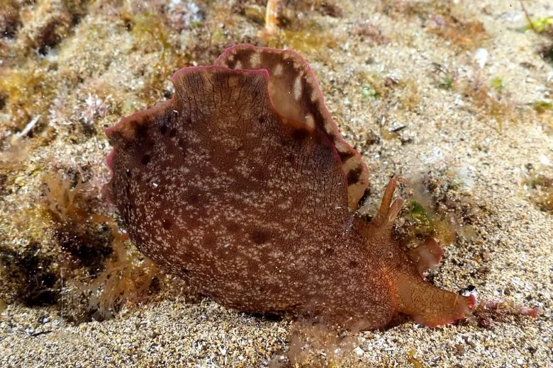 Aplysia fasciata
