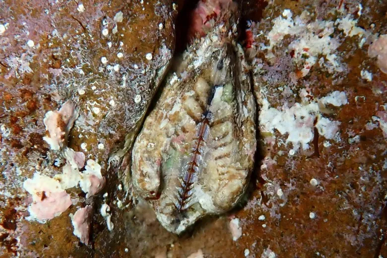 Arca noae