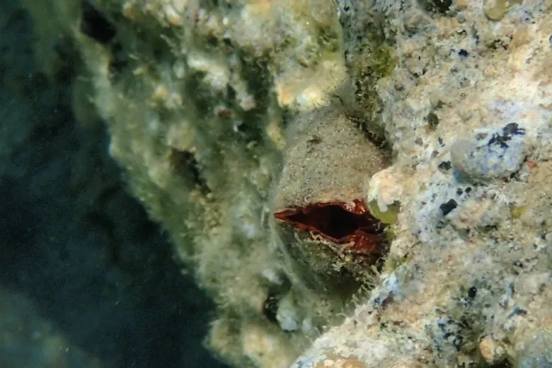 Arca noae