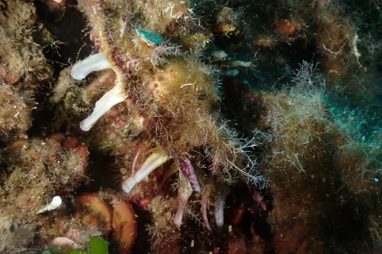 Spondylus gaederopus