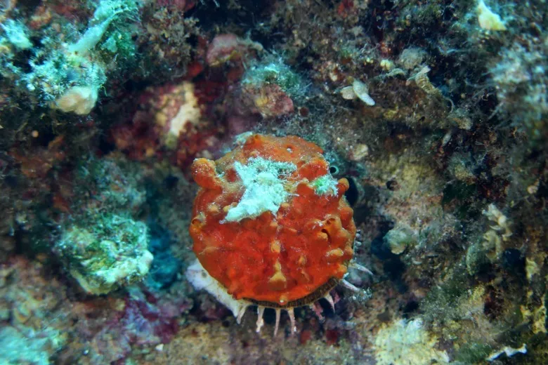 Spondylus gaederopus