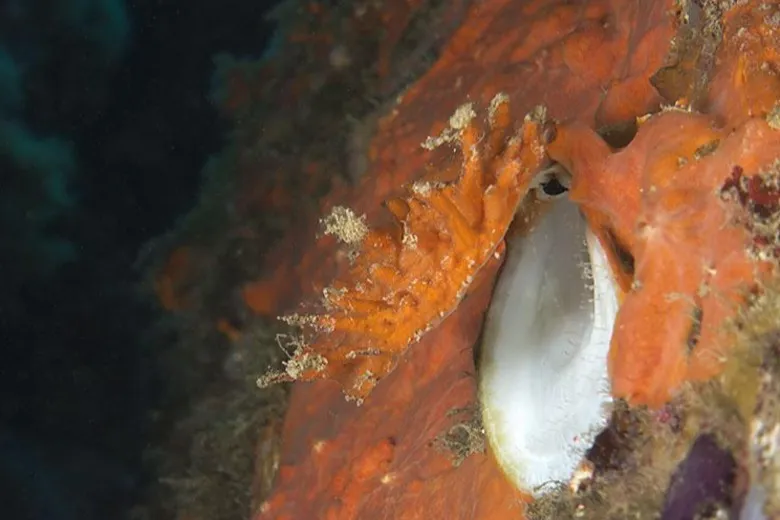 Spondylus gaederopus