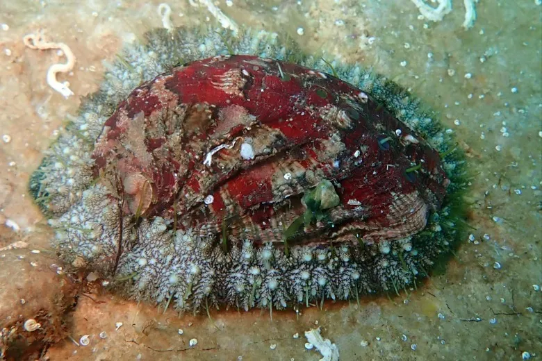 Haliotis tuberculata