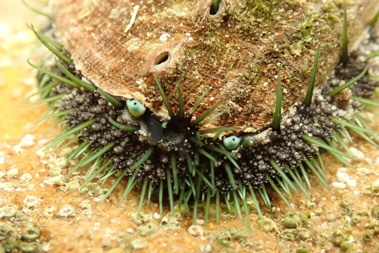 Haliotis tuberculata