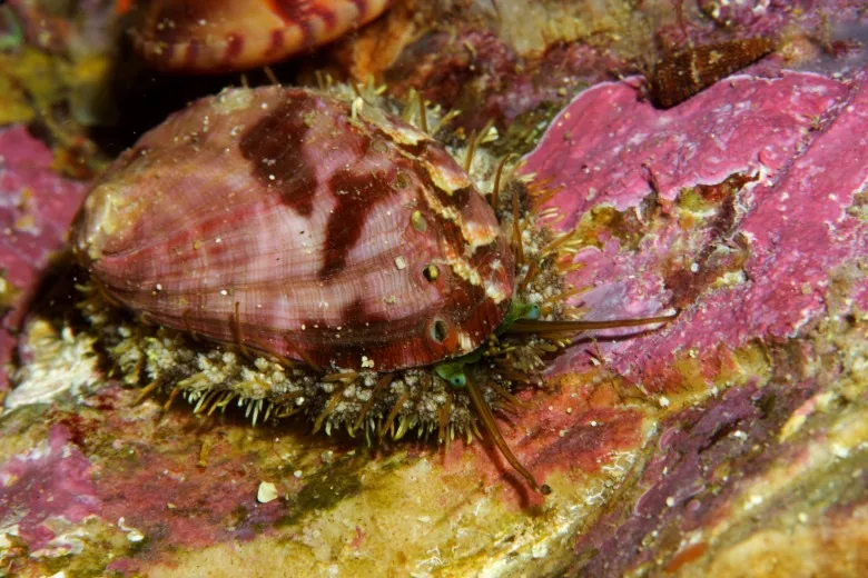 Haliotis tuberculata