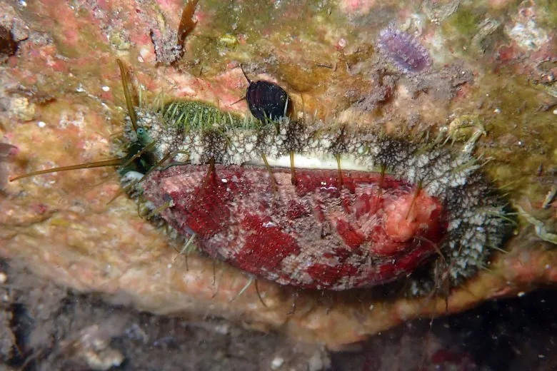 Haliotis tuberculata