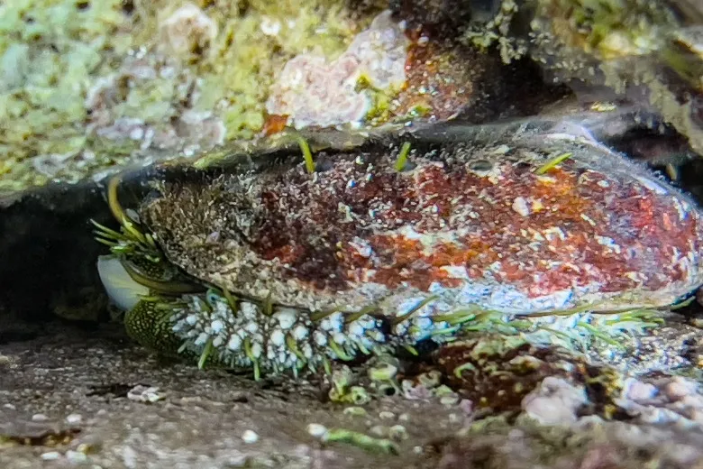 Haliotis tuberculata