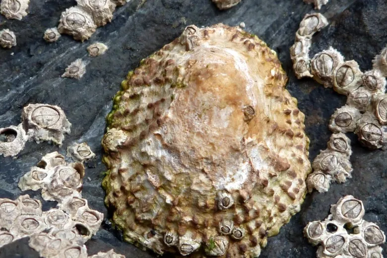 Patella rustica