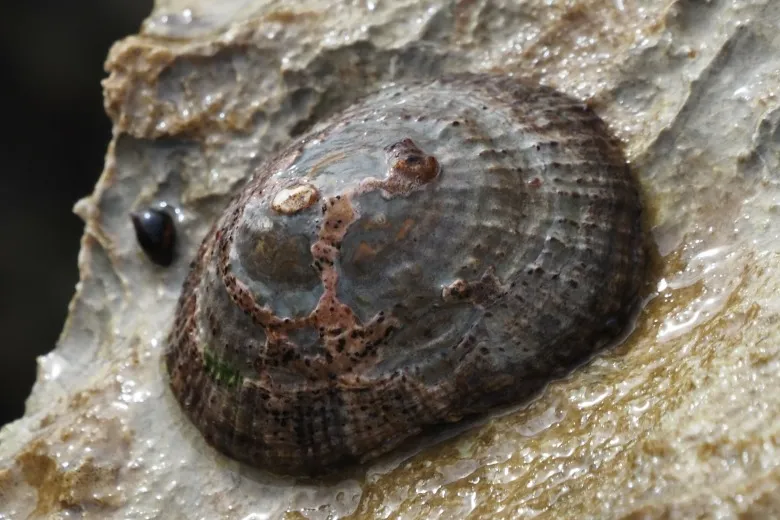 Patella rustica