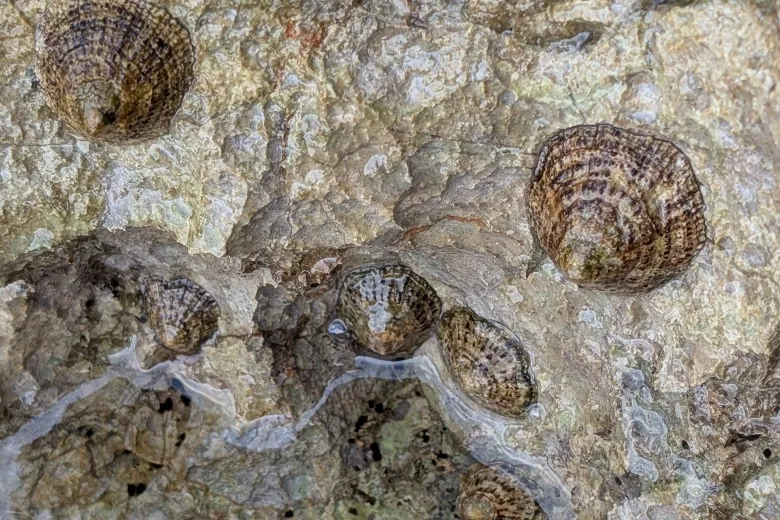 Patella rustica