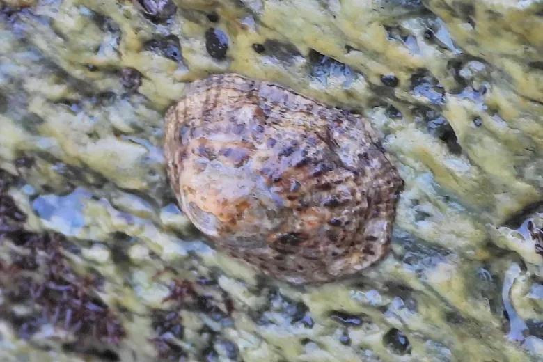 Patella rustica