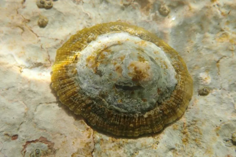 Patella caerulea