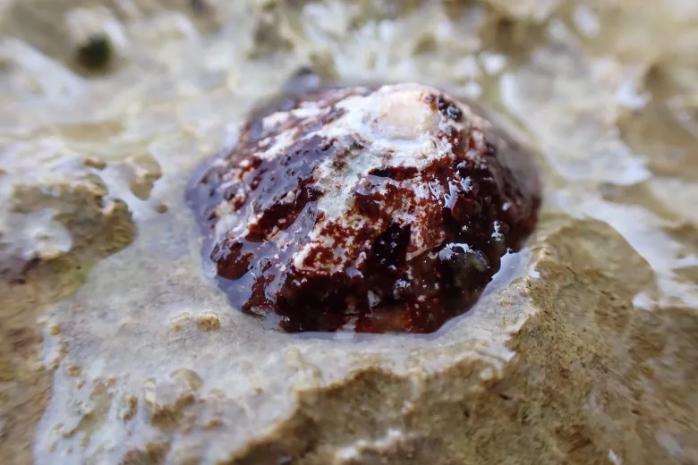 Patella caerulea
