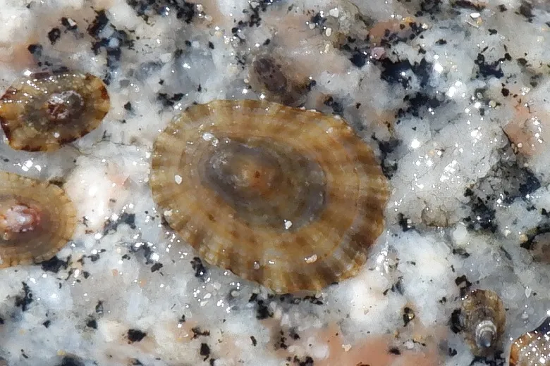 Patella caerulea