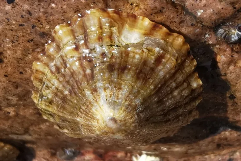Patella caerulea