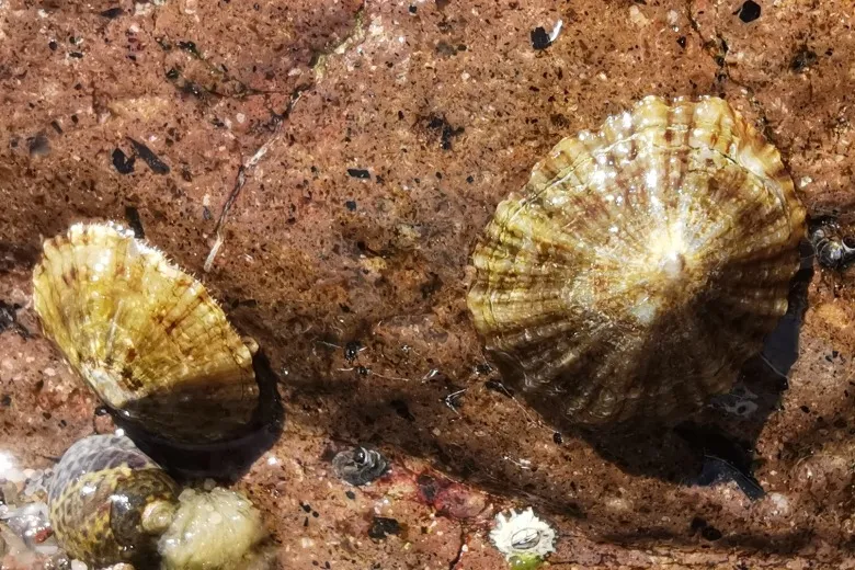 Patella caerulea