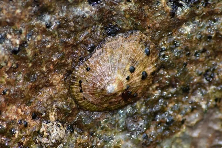 Patella caerulea