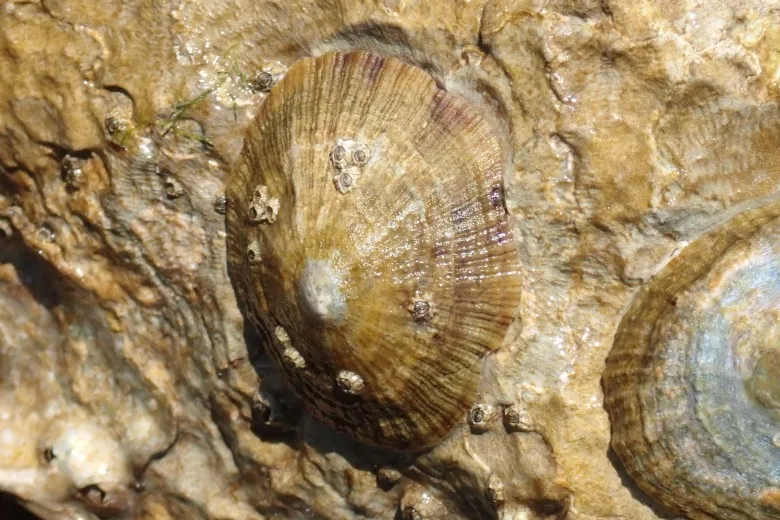 Patella caerulea