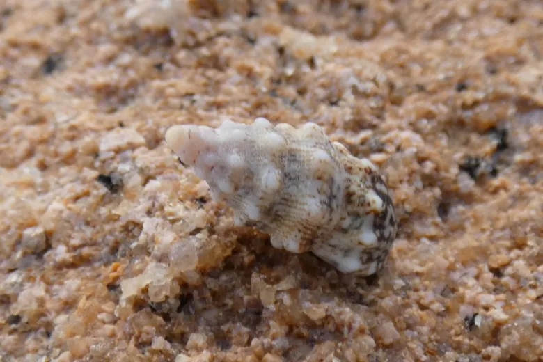 Cerithium vulgatum