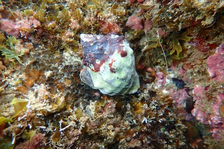 Stramonita haemastoma