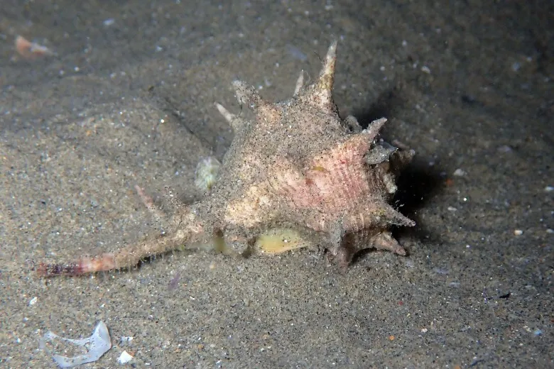 Bolinus brandaris