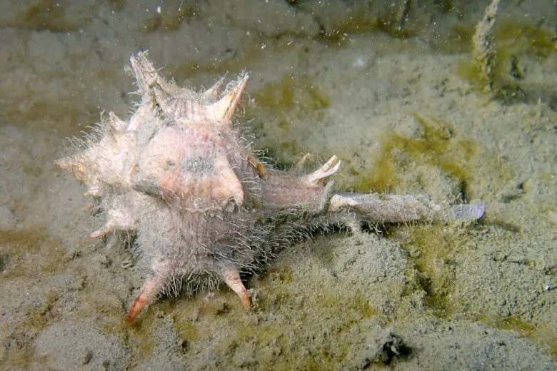 Bolinus brandaris