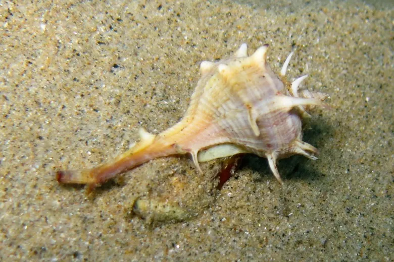 Bolinus brandaris