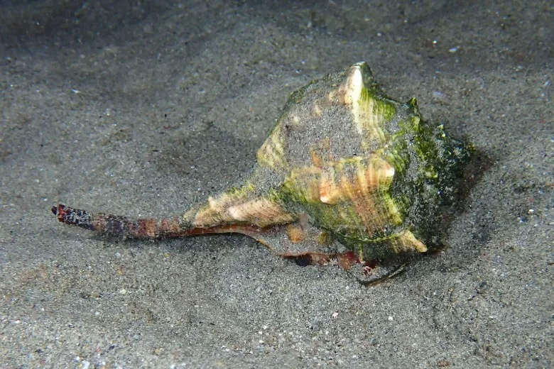 Bolinus brandaris