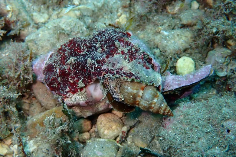 Hexaplex trunculus