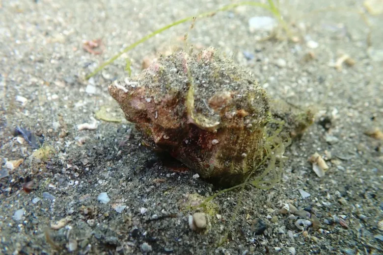 Hexaplex trunculus