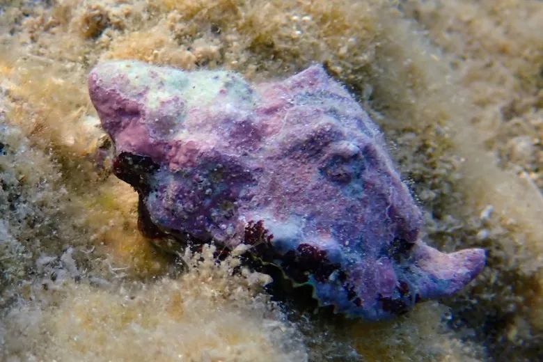 Hexaplex trunculus