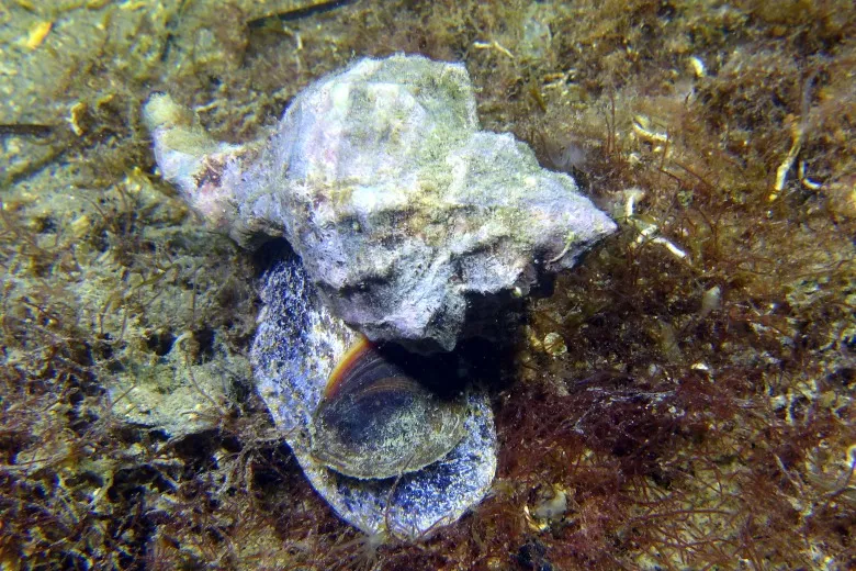 Hexaplex trunculus